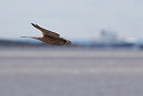 Kestrel - Harry Appleyard.