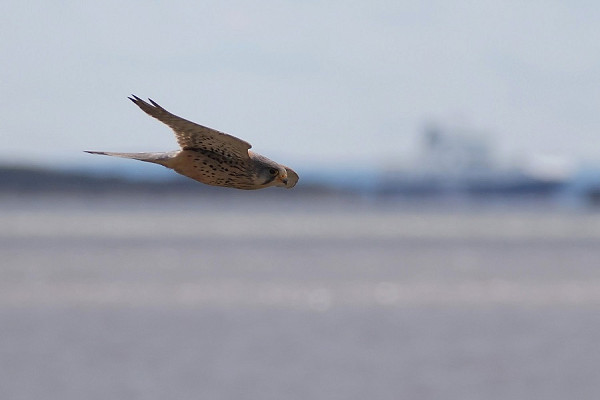 Kestrel - Harry Appleyard.