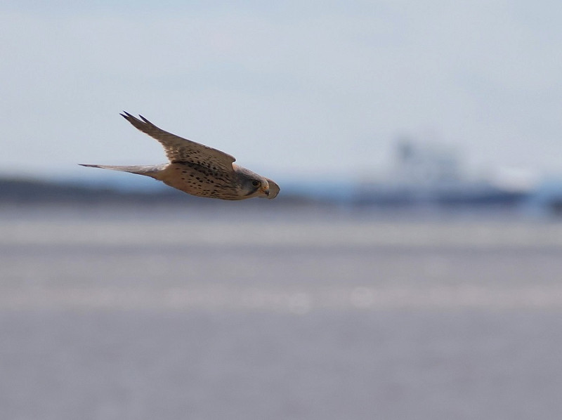 Kestrel - Harry Appleyard.