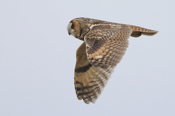 Long-eared Owl - Harry Appleyard.