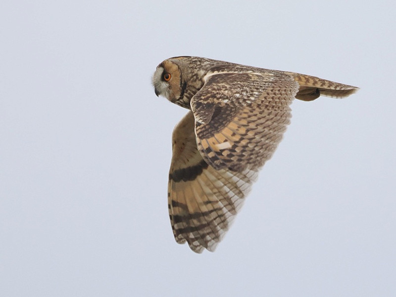 Long-eared Owl - Harry Appleyard.