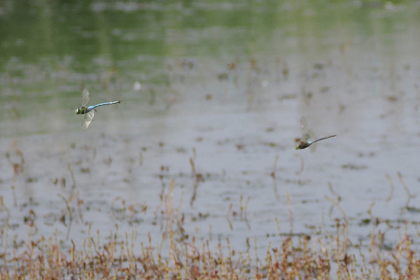 Male Emperor and male Lesser Emperor (right) - Harry Appleyard.