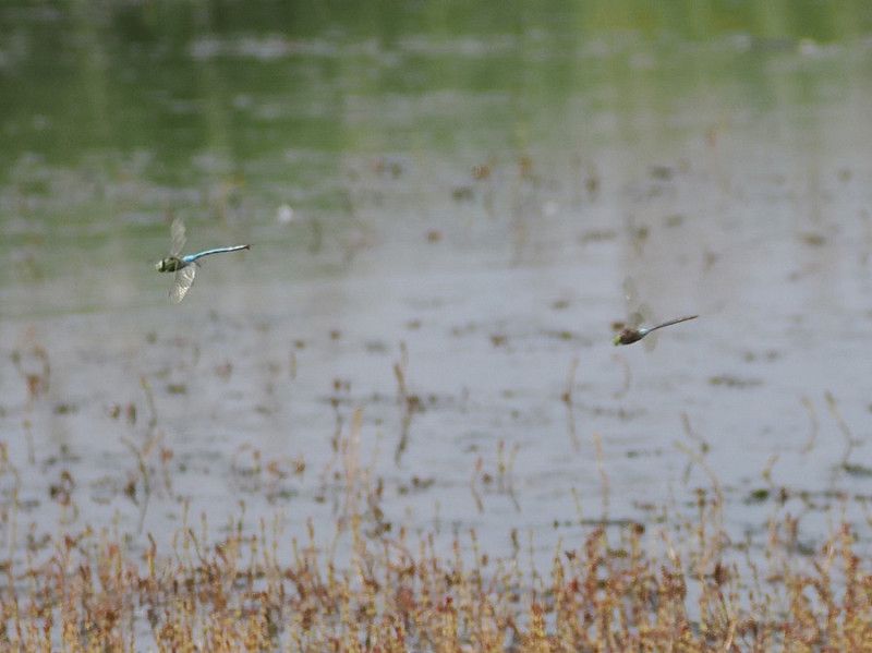 Male Emperor and male Lesser Emperor (right) - Harry Appleyard.