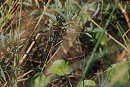 Lesser Emperor - Harry Appleyard.