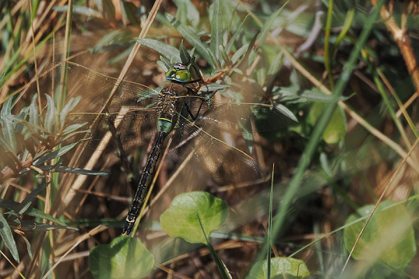 Lesser Emperor - Harry Appleyard.
