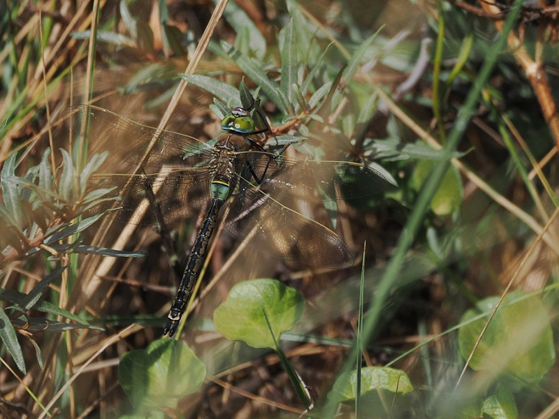 Lesser Emperor - Harry Appleyard.