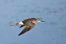 Lesser Yellowlegs - Harry Appleyard.