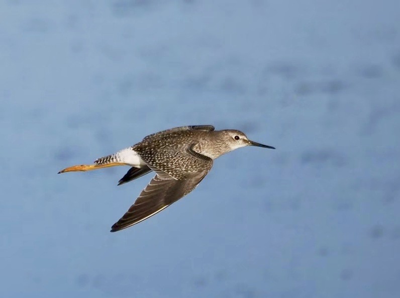 Lesser Yellowlegs - Harry Appleyard.