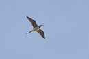 Lesser Yellowlegs - Harry Appleyard. Flying over the Observatory in Kilnsea.