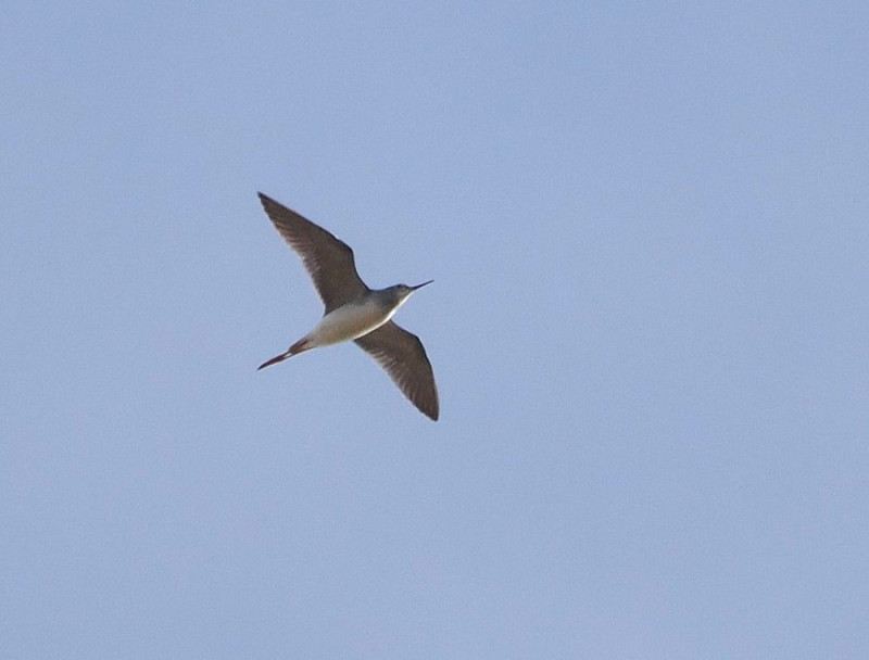 Lesser Yellowlegs - Harry Appleyard. Flying over the Observatory in Kilnsea.