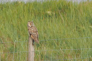Long-eared Owl - Harry Appleyard.