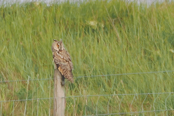 Long-eared Owl - Harry Appleyard.