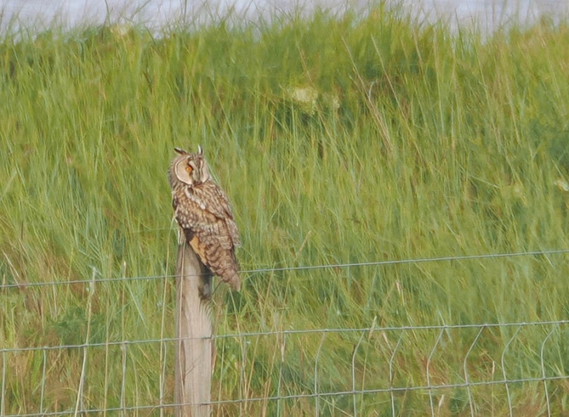 Long-eared Owl - Harry Appleyard.
