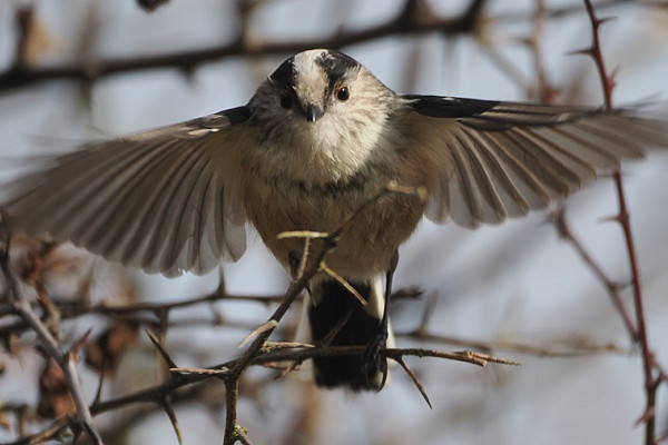 Long-tailed Tit - Harry Appleyard.