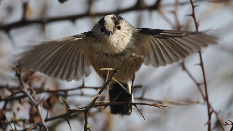 Long-tailed Tit - Harry Appleyard.