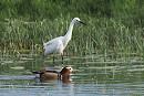 Mandarin with Little Egret - Harry Appleyard.