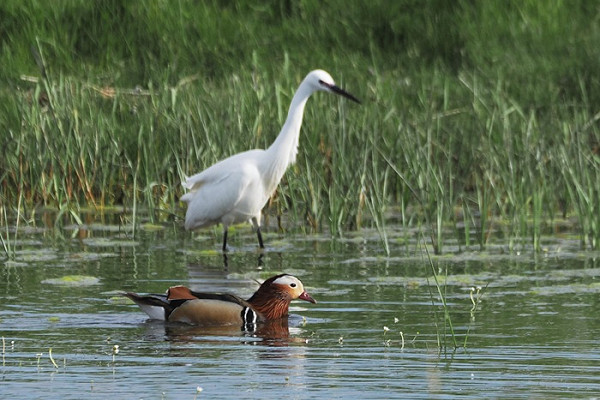 Mandarin with Little Egret - Harry Appleyard.