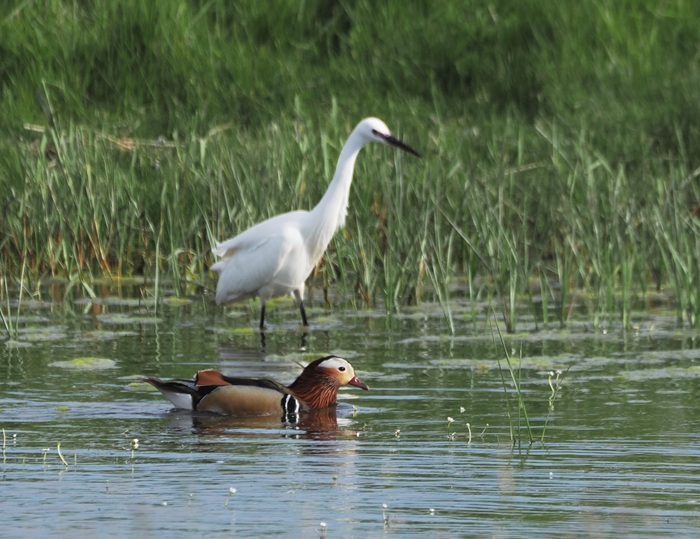Mandarin with Little Egret - Harry Appleyard.