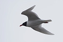 Mediterranean Gull - Harry Appleyard.