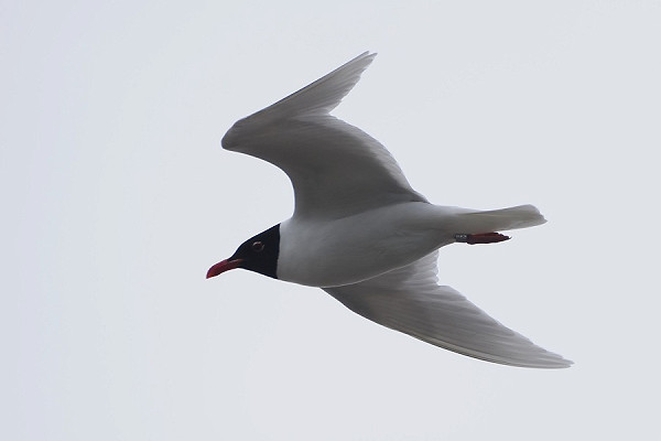Mediterranean Gull - Harry Appleyard.