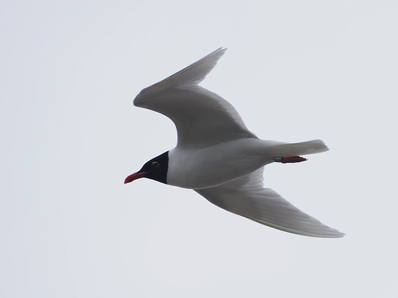 Mediterranean Gull - Harry Appleyard.