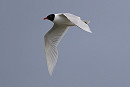 Mediterranean Gull - Harry Appleyard.