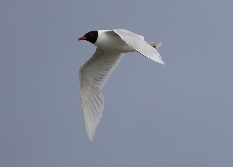 Mediterranean Gull - Harry Appleyard.