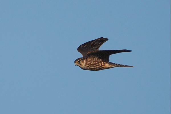 Merlin - Harry Appleyard.