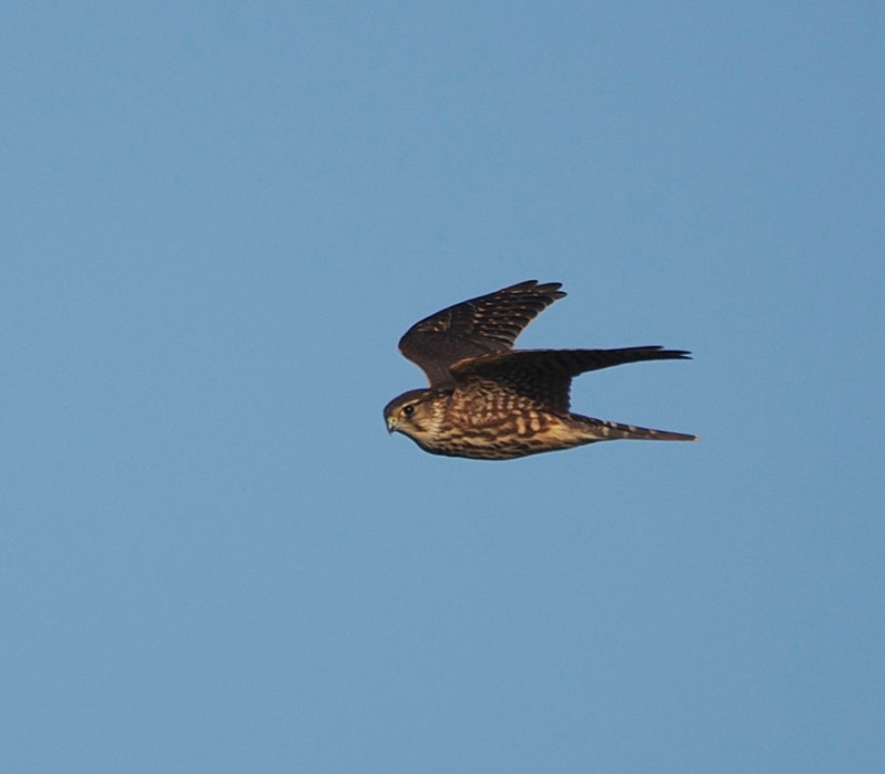 Merlin - Harry Appleyard.