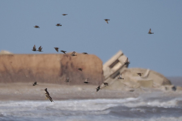 Merlin ambushing exhausted Starlings - Harry Appleyard.  Arriving after a long exhausting crossing the last thing you want to se is a hungry Merlin.