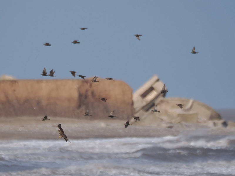 Merlin ambushing exhausted Starlings - Harry Appleyard.  Arriving after a long exhausting crossing the last thing you want to se is a hungry Merlin.