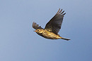 Meadow Pipit - Harry Appleyard.  A good south bound movement today.