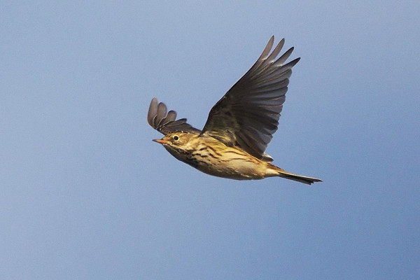 Meadow Pipit - Harry Appleyard.  A good south bound movement today.