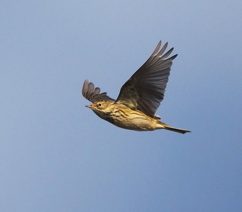 Meadow Pipit - Harry Appleyard.  A good south bound movement today.