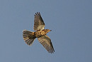 Mistle Thrush - Harry Appleyard.