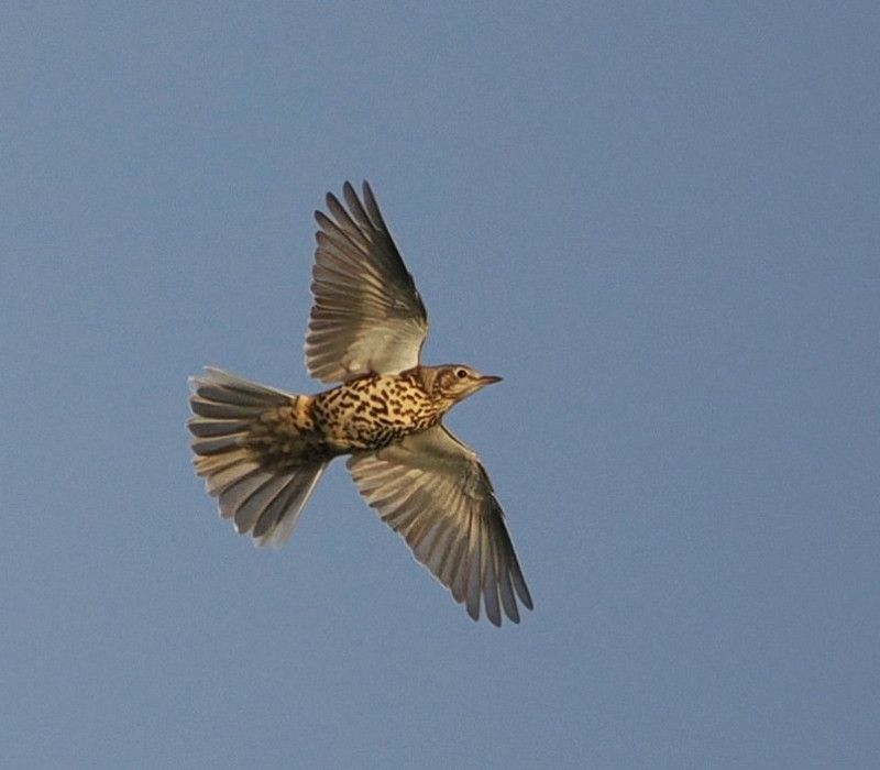 Mistle Thrush - Harry Appleyard.