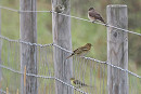 Siskin, Spotted Flycatcher, Tree Pipit, Willow Warbler - Harry Appleyard. Fence lines around the area typically had a selection of species on offer.