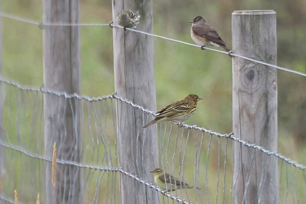 Siskin, Spotted Flycatcher, Tree Pipit, Willow Warbler - Harry Appleyard. Fence lines around the area typically had a selection of species on offer.