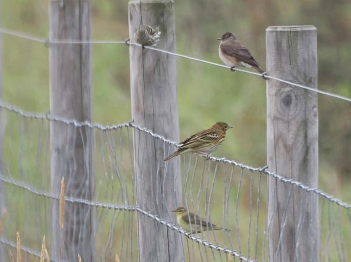 Siskin, Spotted Flycatcher, Tree Pipit, Willow Warbler - Harry Appleyard. Fence lines around the area typically had a selection of species on offer.