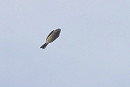 Ortolan Bunting record shot - Harry Appleyard.