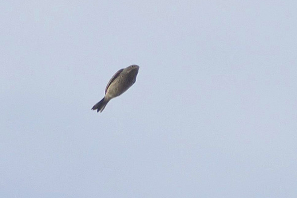 Bird sightings Sunday, 06 September 2026