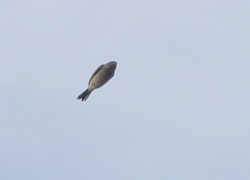 Ortolan Bunting record shot - Harry Appleyard.