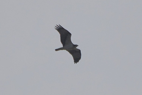 Osprey - Harry Appleyard.