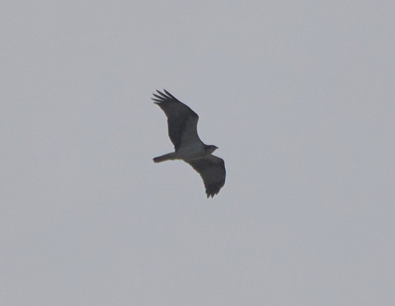 Osprey - Harry Appleyard.