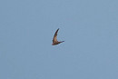 Pallid Swift - Harry Appleyard.