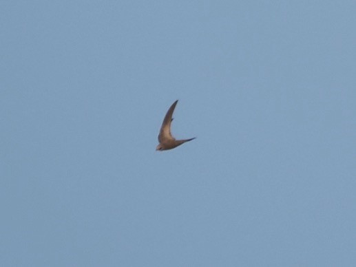 Pallid Swift - Harry Appleyard.