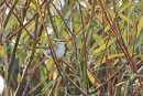 Pallas's Warbler - Harry Appleyard.