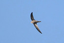 Pallid Swift - Harry Appleyard.