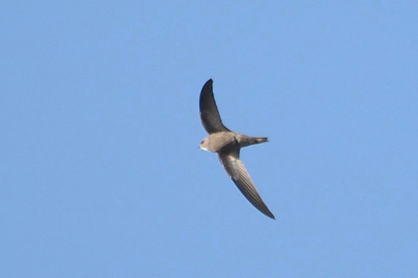 Pallid Swift - Harry Appleyard.