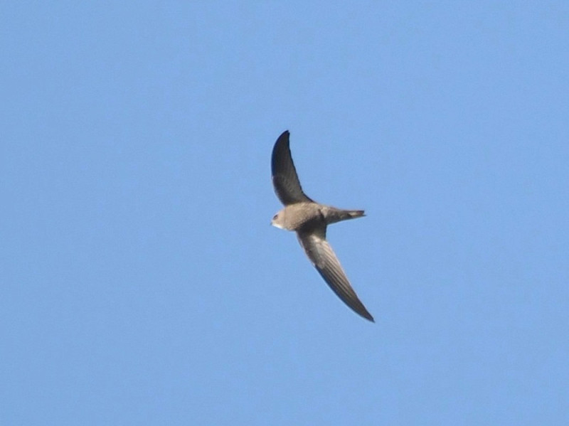 Pallid Swift - Harry Appleyard.